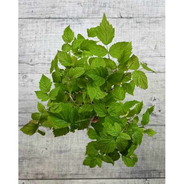 'Black Jewel' - malina właściwa 
Rubus idaeus 'Black Jewel'