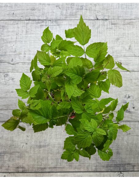 'Black Jewel' - malina właściwa 
Rubus idaeus 'Black Jewel'