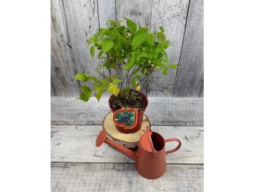 'Black Jewel' - malina właściwa 
Rubus idaeus 'Black Jewel'