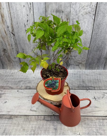 'Black Jewel' - malina właściwa 
Rubus idaeus 'Black Jewel'