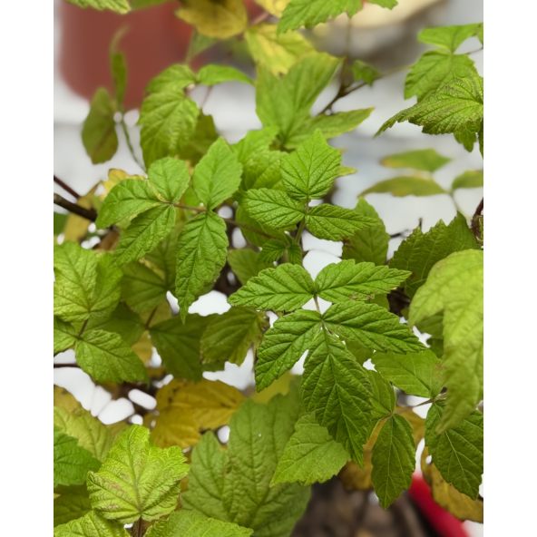 'Rafzaqu’ HIMBO TOP - malina właściwa 
Rubus idaeus 'Rafzaqu’ HIMBO TOP