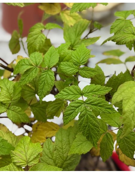 'Rafzaqu’ HIMBO TOP - malina właściwa 
Rubus idaeus 'Rafzaqu’ HIMBO TOP