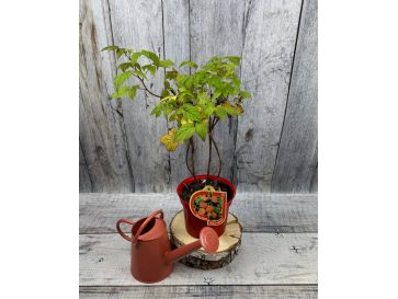 'Rafzaqu’ HIMBO TOP - malina właściwa 
Rubus idaeus 'Rafzaqu’ HIMBO TOP