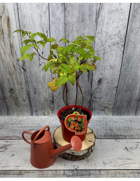 'Rafzaqu’ HIMBO TOP - malina właściwa 
Rubus idaeus 'Rafzaqu’ HIMBO TOP