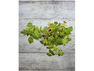 'Rafzaqu’ HIMBO TOP - malina właściwa 
Rubus idaeus 'Rafzaqu’ HIMBO TOP 2