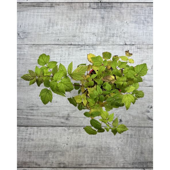 'Rafzaqu’ HIMBO TOP - malina właściwa 
Rubus idaeus 'Rafzaqu’ HIMBO TOP