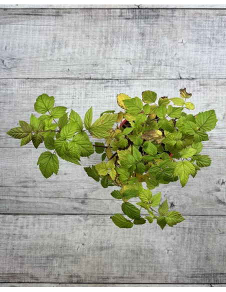 'Rafzaqu’ HIMBO TOP - malina właściwa 
Rubus idaeus 'Rafzaqu’ HIMBO TOP