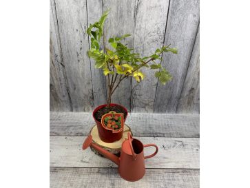 'Glen Dee' - malina właściwa 
Rubus idaeus 'Glen Dee'