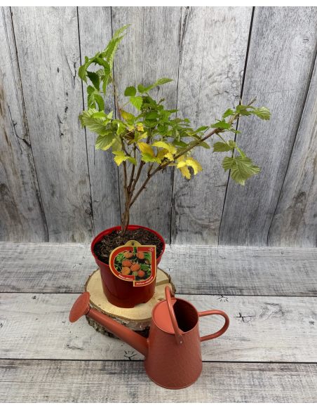 'Glen Dee' - malina właściwa 
Rubus idaeus 'Glen Dee'