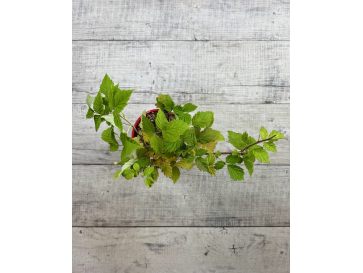 'Glen Dee' - malina właściwa 
Rubus idaeus 'Glen Dee' 2