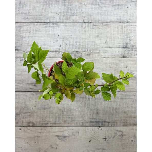 'Glen Dee' - malina właściwa 
Rubus idaeus 'Glen Dee'