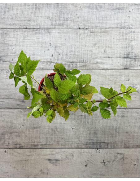 'Glen Dee' - malina właściwa 
Rubus idaeus 'Glen Dee'