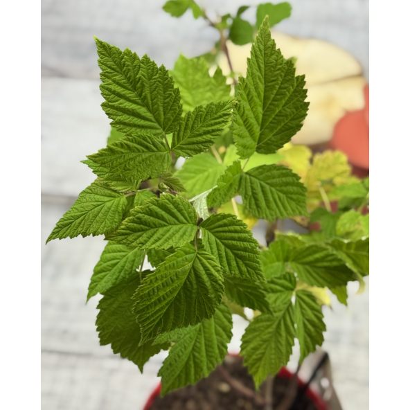 'Glen Dee' - malina właściwa 
Rubus idaeus 'Glen Dee'