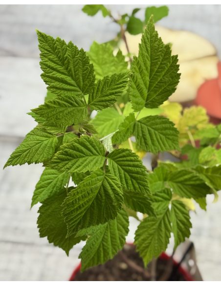'Glen Dee' - malina właściwa 
Rubus idaeus 'Glen Dee'