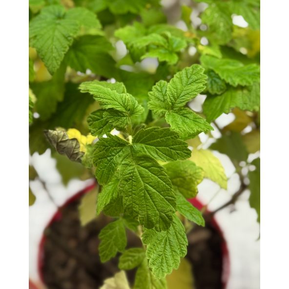 'Golden Queen' - malina właściwa 
Rubus idaeus 'Golden Queen'