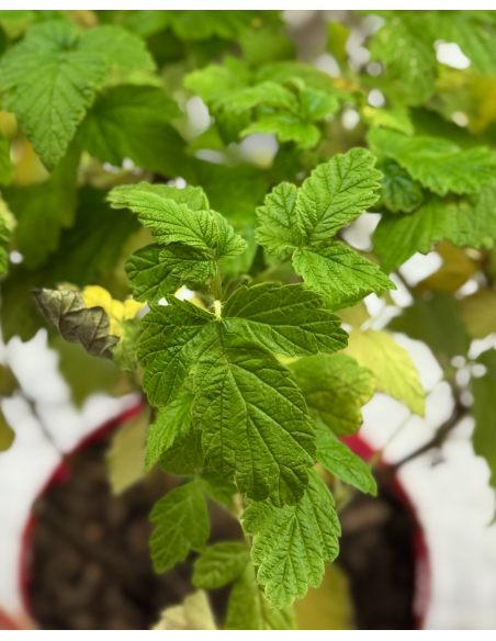 'Golden Queen' - malina właściwa 
Rubus idaeus 'Golden Queen'