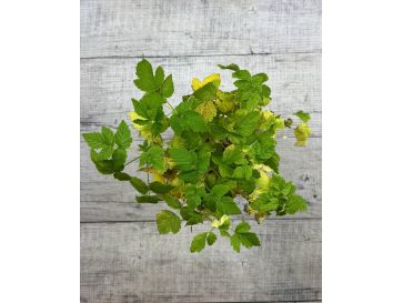 'Golden Queen' - malina właściwa 
Rubus idaeus 'Golden Queen' 2