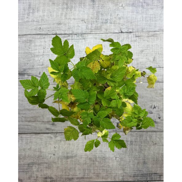 'Golden Queen' - malina właściwa 
Rubus idaeus 'Golden Queen'