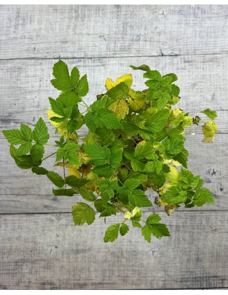 'Golden Queen' - malina właściwa 
Rubus idaeus 'Golden Queen'