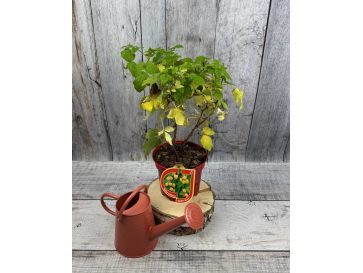 'Golden Queen' - malina właściwa 
Rubus idaeus 'Golden Queen'