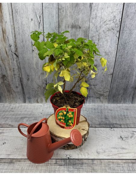 'Golden Queen' - malina właściwa 
Rubus idaeus 'Golden Queen'