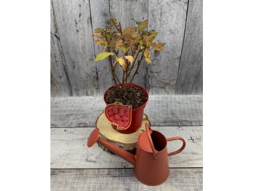 'Magda' - malina właściwa 
Rubus idaeus 'Magda' 2