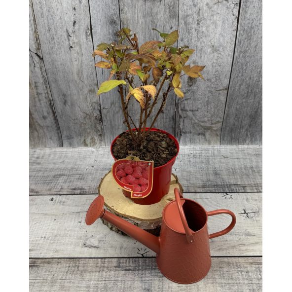 'Magda' - malina właściwa 
Rubus idaeus 'Magda'