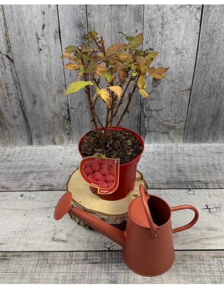 'Magda' - malina właściwa 
Rubus idaeus 'Magda'