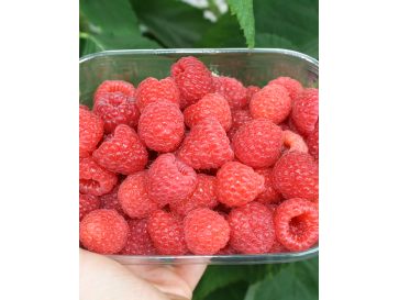 'Magda' - malina właściwa 
Rubus idaeus 'Magda'