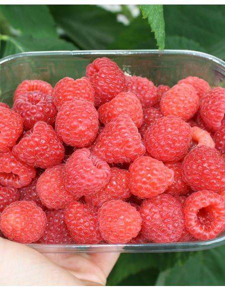 'Magda' - malina właściwa 
Rubus idaeus 'Magda'