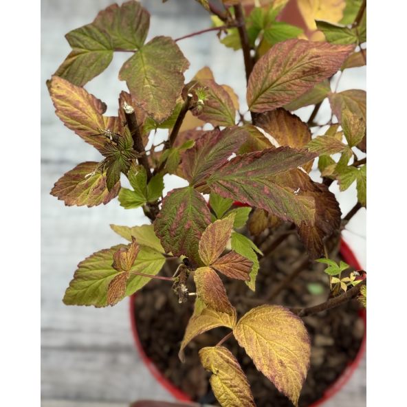 'Magda' - malina właściwa 
Rubus idaeus 'Magda'