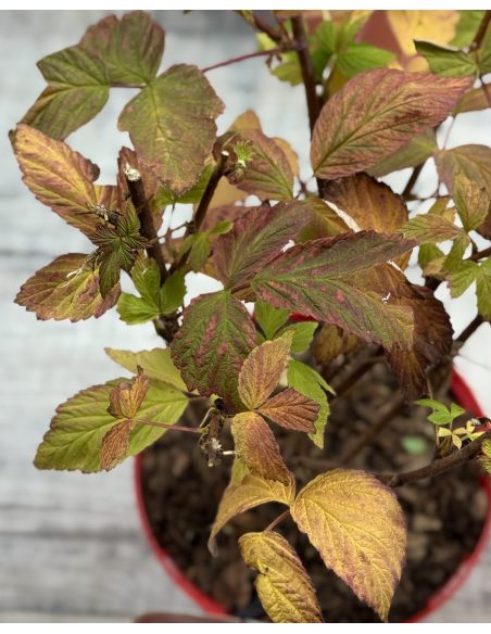 'Magda' - malina właściwa 
Rubus idaeus 'Magda'