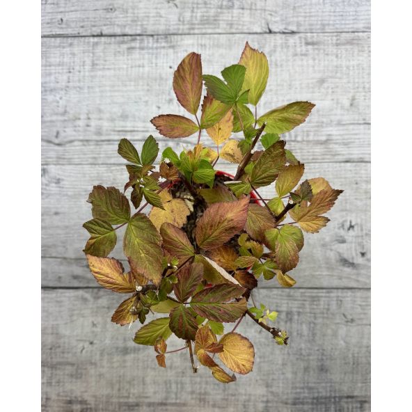 'Magda' - malina właściwa 
Rubus idaeus 'Magda'