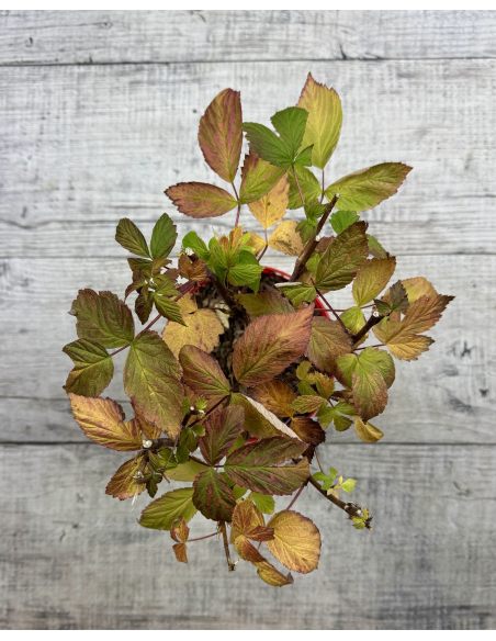 'Magda' - malina właściwa 
Rubus idaeus 'Magda'