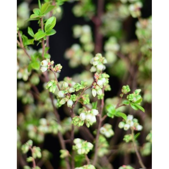 'Aino' - borówka tarasowa
Vaccinium angustifolium x Vaccinium corymbosum 'Aino'