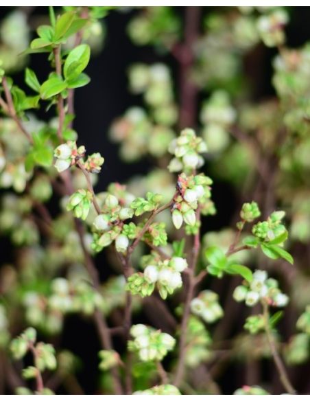 'Aino' - borówka tarasowa
Vaccinium angustifolium x Vaccinium corymbosum 'Aino'