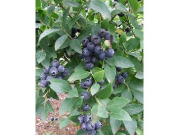 'Aino' - borówka tarasowa
Vaccinium angustifolium x Vaccinium corymbosum 'Aino'