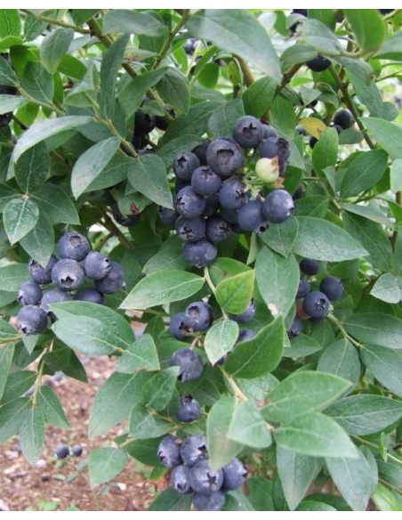 'Aino' - borówka tarasowa
Vaccinium angustifolium x Vaccinium corymbosum 'Aino'