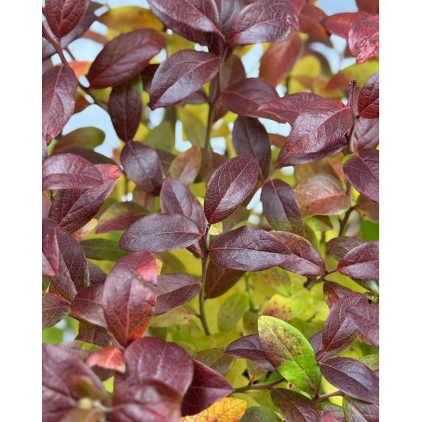 'Aino' - borówka tarasowa
Vaccinium angustifolium x Vaccinium corymbosum 'Aino'