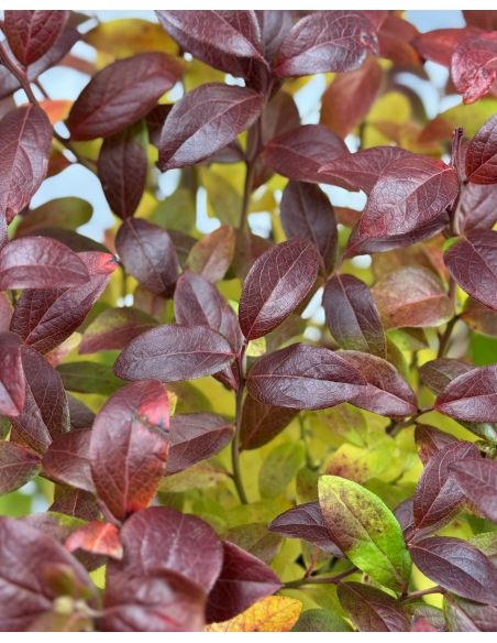 'Aino' - borówka tarasowa
Vaccinium angustifolium x Vaccinium corymbosum 'Aino'