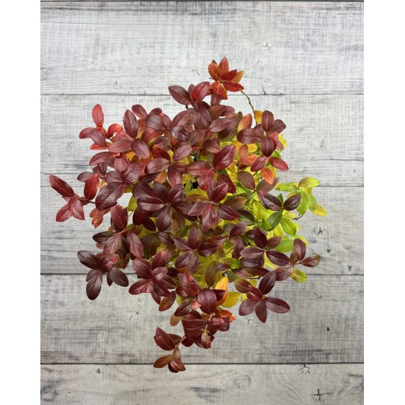 'Aino' - borówka tarasowa
Vaccinium angustifolium x Vaccinium corymbosum 'Aino'