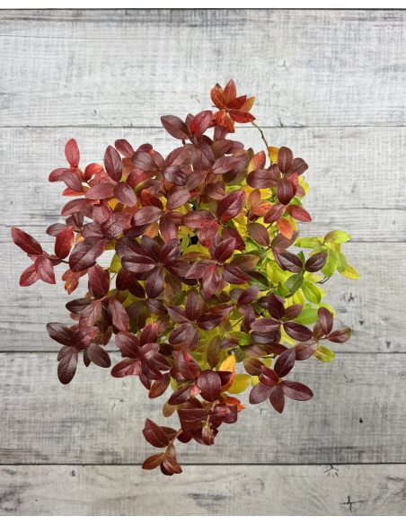 'Aino' - borówka tarasowa
Vaccinium angustifolium x Vaccinium corymbosum 'Aino'