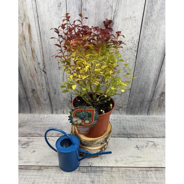 'Aino' - borówka tarasowa
Vaccinium angustifolium x Vaccinium corymbosum 'Aino'