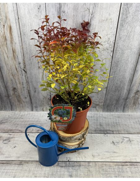 'Aino' - borówka tarasowa
Vaccinium angustifolium x Vaccinium corymbosum 'Aino'