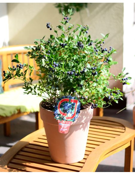 'Aino' - borówka tarasowa
Vaccinium angustifolium x Vaccinium corymbosum 'Aino'