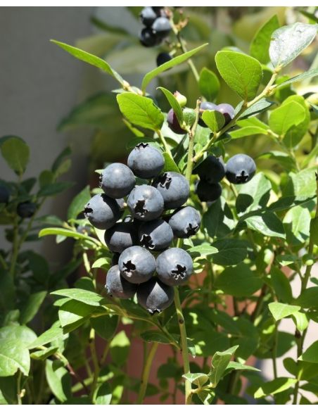 'Alvar' - borówka tarasowa
Vaccinium angustifolium x Vaccinium corymbosum 'Alvar'