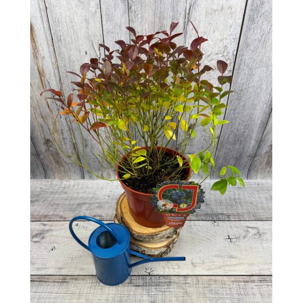 'Alvar' - borówka tarasowa
Vaccinium angustifolium x Vaccinium corymbosum 'Alvar'