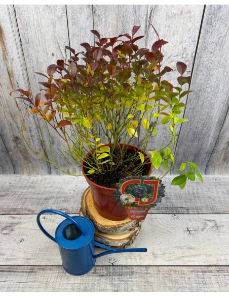 'Alvar' - borówka tarasowa
Vaccinium angustifolium x Vaccinium corymbosum 'Alvar'