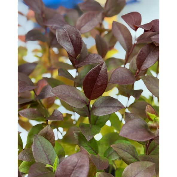 'Alvar' - borówka tarasowa
Vaccinium angustifolium x Vaccinium corymbosum 'Alvar'