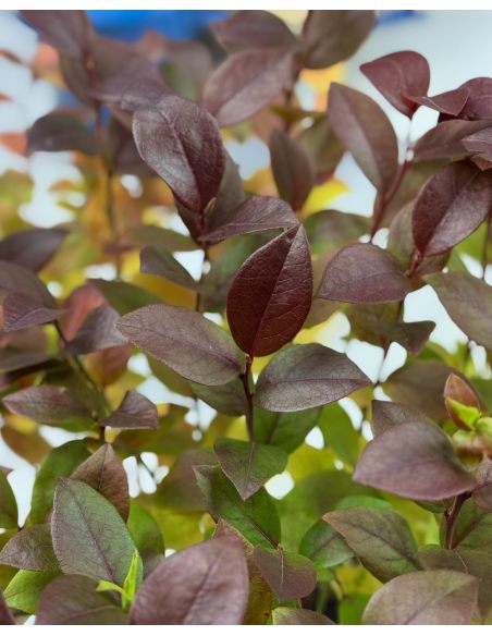 'Alvar' - borówka tarasowa
Vaccinium angustifolium x Vaccinium corymbosum 'Alvar'